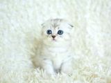 +++ Kalite Silver Scottish Fold