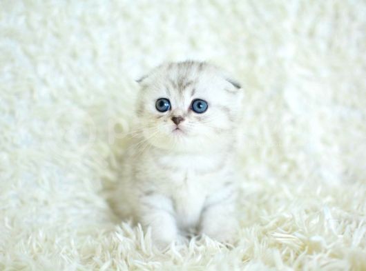 +++ Kalite Silver Scottish Fold görsel