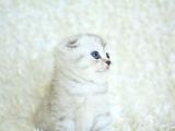 +++ Kalite Silver Scottish Fold
