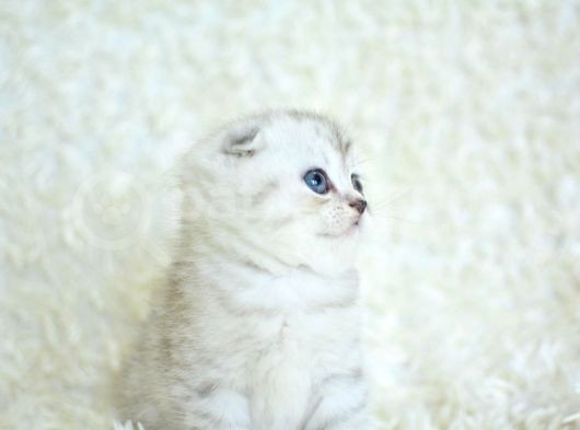 +++ Kalite Silver Scottish Fold görsel