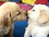 Muazzam Yüz Yapili Golden Retri̇ever Yavrulari
