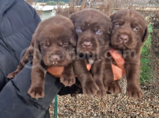 Çikolata Rengi Labradorlarımız