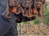 Çikolata Rengi Labradorlarımız
