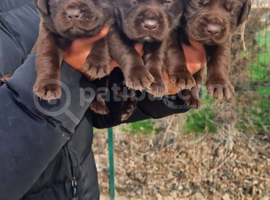 Çikolata Rengi Labradorlarımız görsel