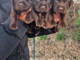 Çikolata Rengi Labradorlarımız