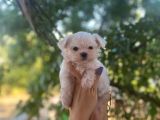 Safkan kore kan maltese bebeklerim