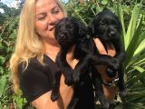 Muhteşem Siyah Labrador Retriever Yavrularımız