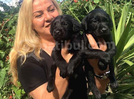 Muhteşem Siyah Labrador Retriever Yavrularımız görsel