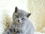 Muhteşem Yüz Hattına Sahip Gri British Shorthair Yavrumuz
