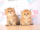Muhteşem Bebekler Golden British Shorthair