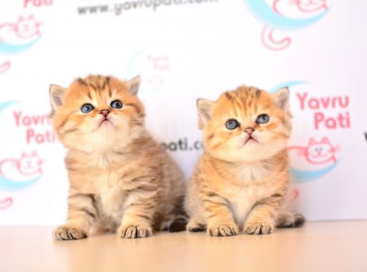 Muhteşem Bebekler Golden British Shorthair görsel