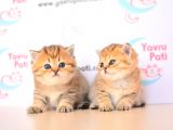 Muhteşem Bebekler Golden British Shorthair
