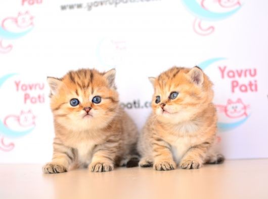Muhteşem Bebekler Golden British Shorthair görsel