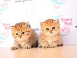 Muhteşem Bebekler Golden British Shorthair