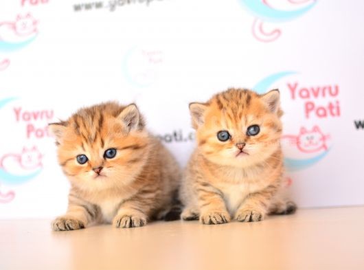 Muhteşem Bebekler Golden British Shorthair görsel