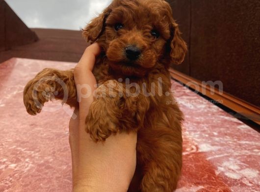 Red Brown Toy Poodle Yavrular