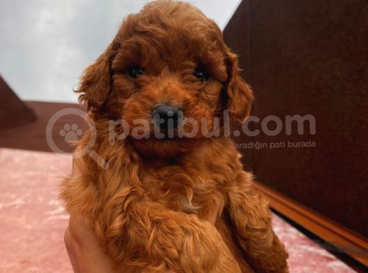 Red Brown Toy Poodle Yavrular görsel