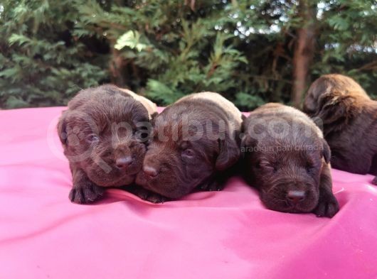 -Rezerve- Labrador Retri̇ever görsel
