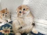 ÜST DÜZEY  GEN HATTI GOLDEN ERKEK BEBEKLER