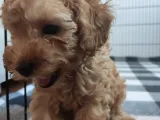 A SCR TOY POODLE BEBEKLERİMİZ