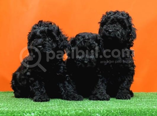 Mükemmel Kali̇tede Si̇yah Toy Poodle Yavru