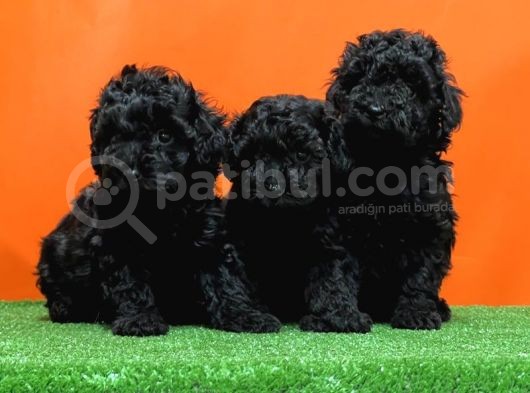 Mükemmel Kali̇tede Si̇yah Toy Poodle Yavru görsel