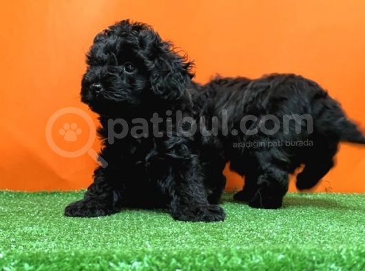 Mükemmel Kali̇tede Si̇yah Toy Poodle Yavru görsel