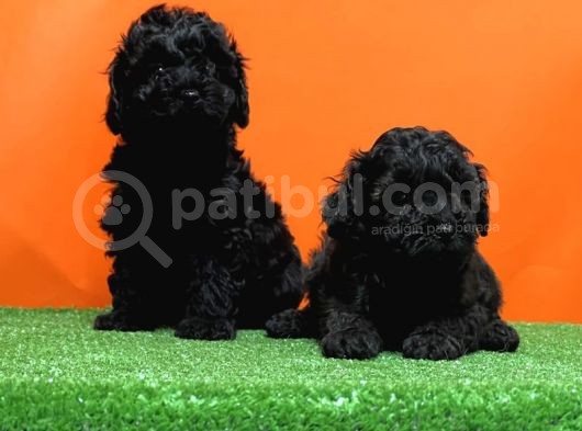 Mükemmel Kali̇tede Si̇yah Toy Poodle Yavru görsel