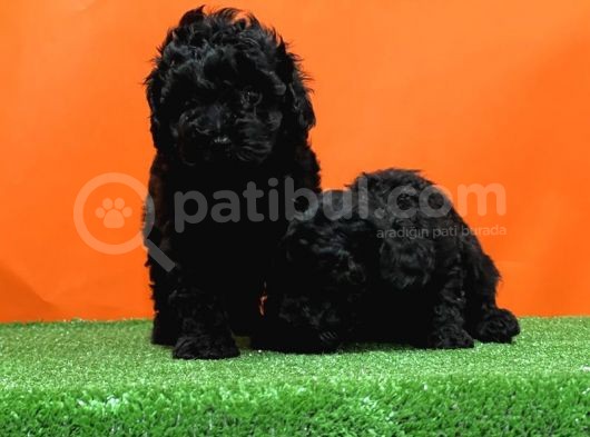 Mükemmel Kali̇tede Si̇yah Toy Poodle Yavru görsel