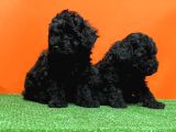 Mükemmel Kali̇tede Si̇yah Toy Poodle Yavru