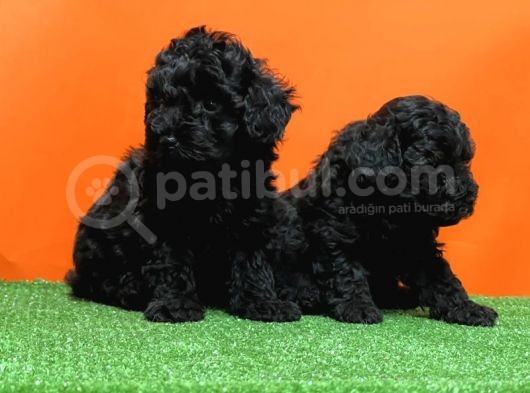 Mükemmel Kali̇tede Si̇yah Toy Poodle Yavru görsel