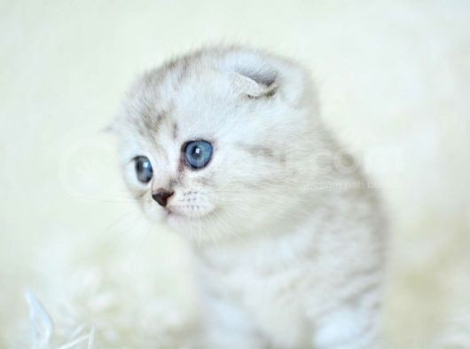 +++ Kalite Silver Scottish Fold görsel