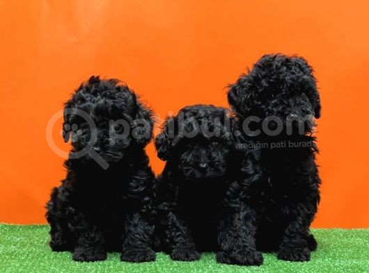 Mükemmel Kali̇tede Si̇yah Toy Poodle Yavru görsel