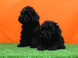 Mükemmel Kali̇tede Si̇yah Toy Poodle Yavru