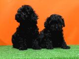Mükemmel Kali̇tede Si̇yah Toy Poodle Yavru