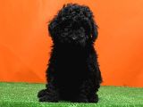 Mükemmel Kali̇tede Si̇yah Toy Poodle Yavru