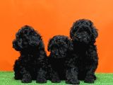 Mükemmel Kali̇tede Si̇yah Toy Poodle Yavru