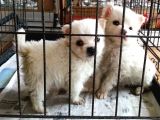 Safkan Spitz (American Eskimo) Yavruları