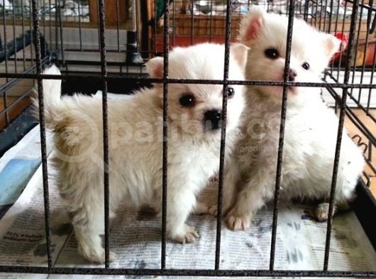 Safkan Spitz (American Eskimo) Yavruları görsel