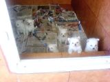 Safkan Spitz (American Eskimo) Yavruları