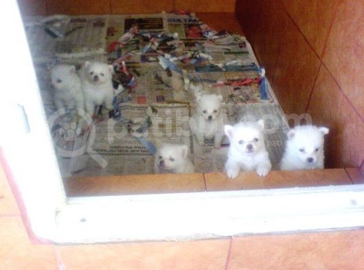 Safkan Spitz (American Eskimo) Yavruları görsel