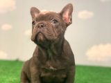 MUHTEŞEM GÜZELLİKTE DİŞİ BLUE FRENCH BULLDOG 