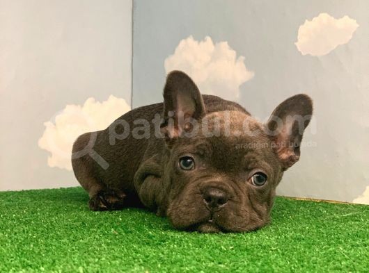 Muhteşem Güzelli̇kte Di̇şi̇ Blue French Bulldog  görsel