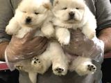 Chow Chow Yavrularimiz