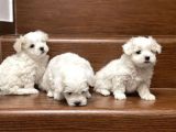 Mini Sevimli Maltese Yavrular