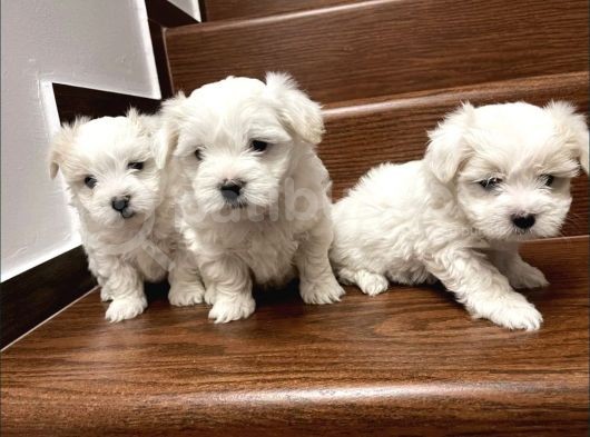 Mini Sevimli Maltese Yavrular görsel