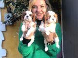 Kahve Beyaz Harika Cavalier King Charles Yavrularımız