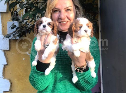 Kahve Beyaz Harika Cavalier King Charles Yavrularımız görsel