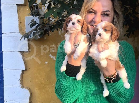 Kahve Beyaz Harika Cavalier King Charles Yavrularımız