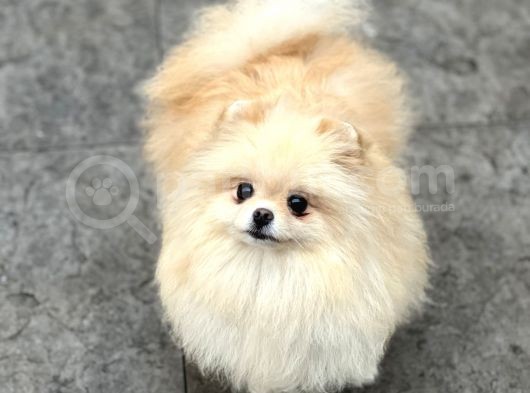 Yeti̇şki̇n Teddy Face Pomeranian Dişi 2,5 Kg Mini görsel